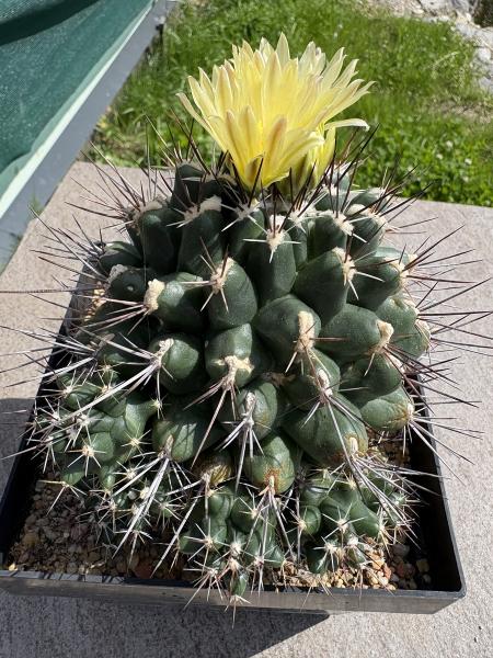 Thelocactus panarottoanus